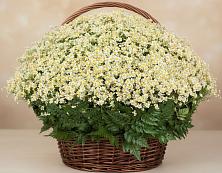 Цветочная композиция из Ромашки в корзине #REPLACE_PRED# Федоровское Тосненский район