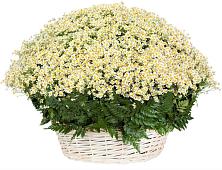 Цветочная композиция из Ромашки в корзине #REPLACE_PRED# Федоровское Тосненский район